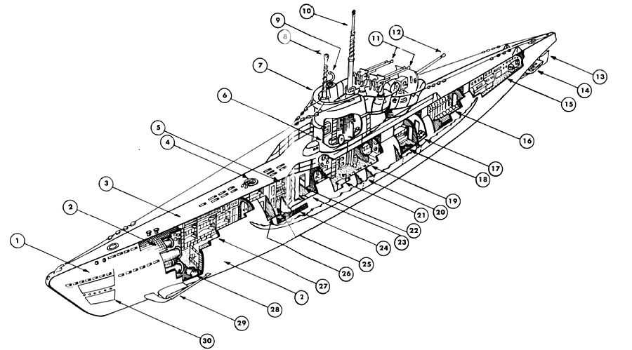 Ecorché d'un Type VII-C